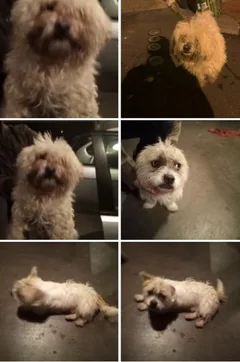 Chien trouvé Bichon Maltais