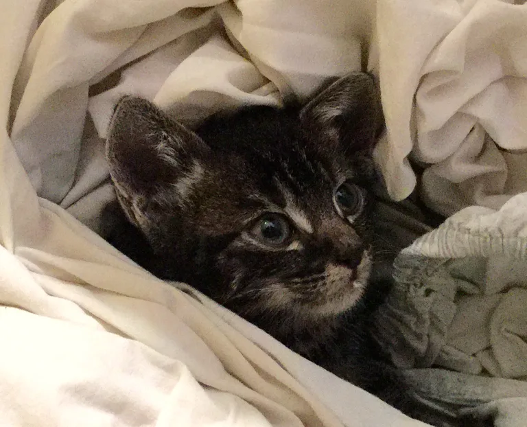 Chat trouvé