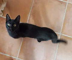 Chat perdu Européen