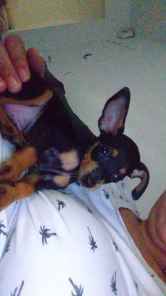 Chien perdu Pinscher