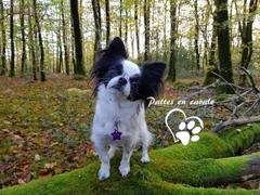 Chien perdu Chihuahua
