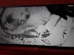 Chat perdu Européen
