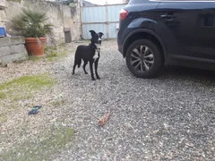 Chien perdu Border Collie