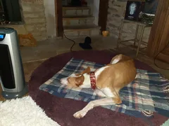 Chien perdu Podenco