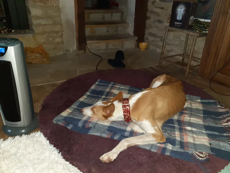 Chicco