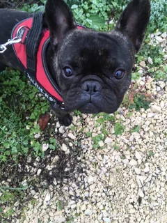 Chien perdu : Bouledogue Français (Obelix)