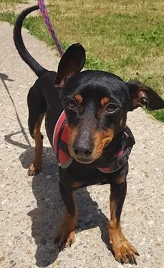 Chien perdu Pinscher