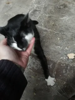 Chat trouvé : Croisé