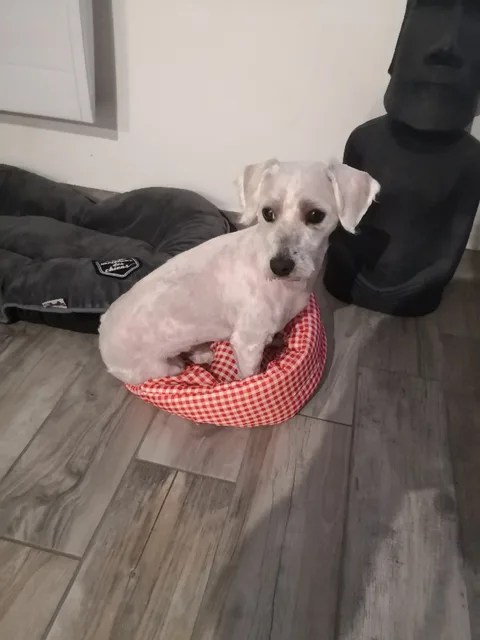Titus