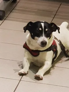 Chien trouvé Jack-Russell-Terrier