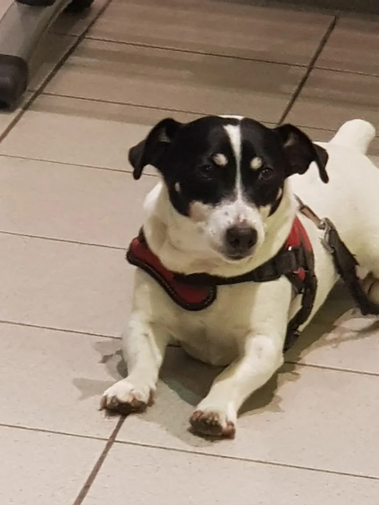 Chien trouvé