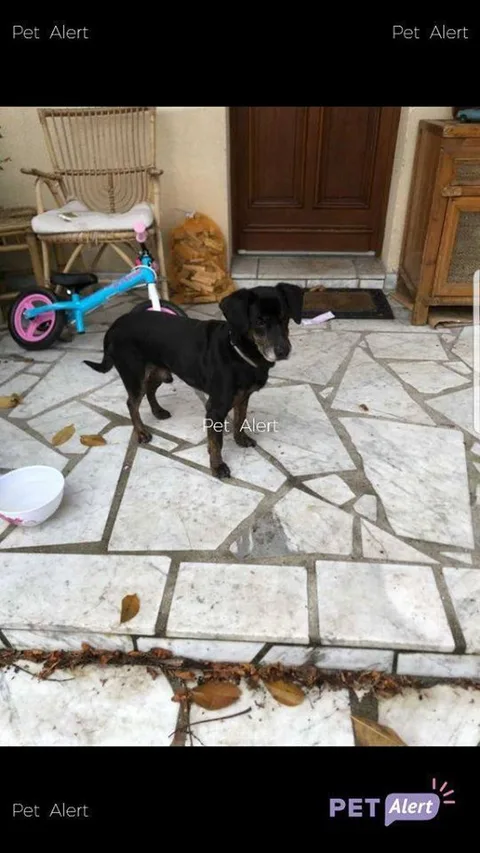 Chien trouvé