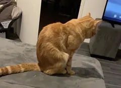 Chat perdu Croisé