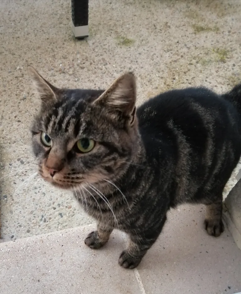Chat trouvé