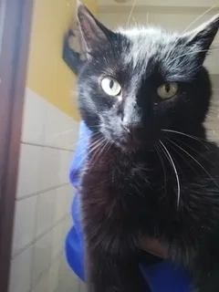 Chat trouvé Européen