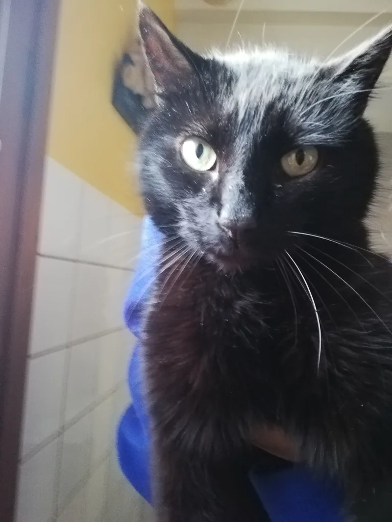 Chat trouvé