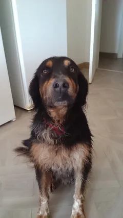 Chien trouvé Epagneul Breton