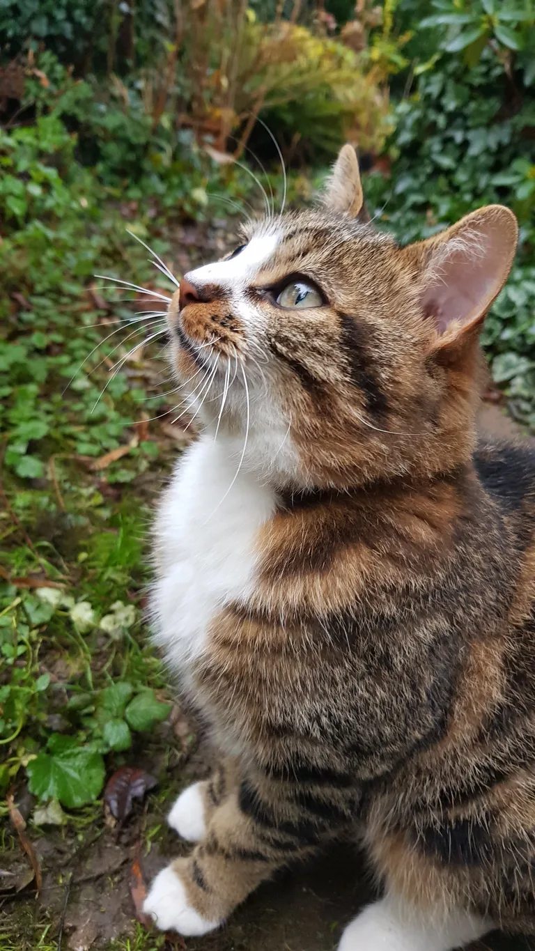 Chat trouvé