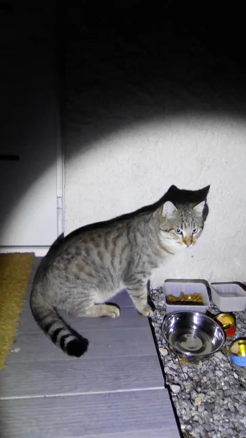 Chat trouvé
