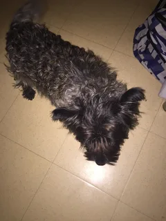 Chien trouvé Wheaten Terrier