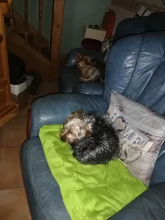 Chien perdu Yorkshire Terrier