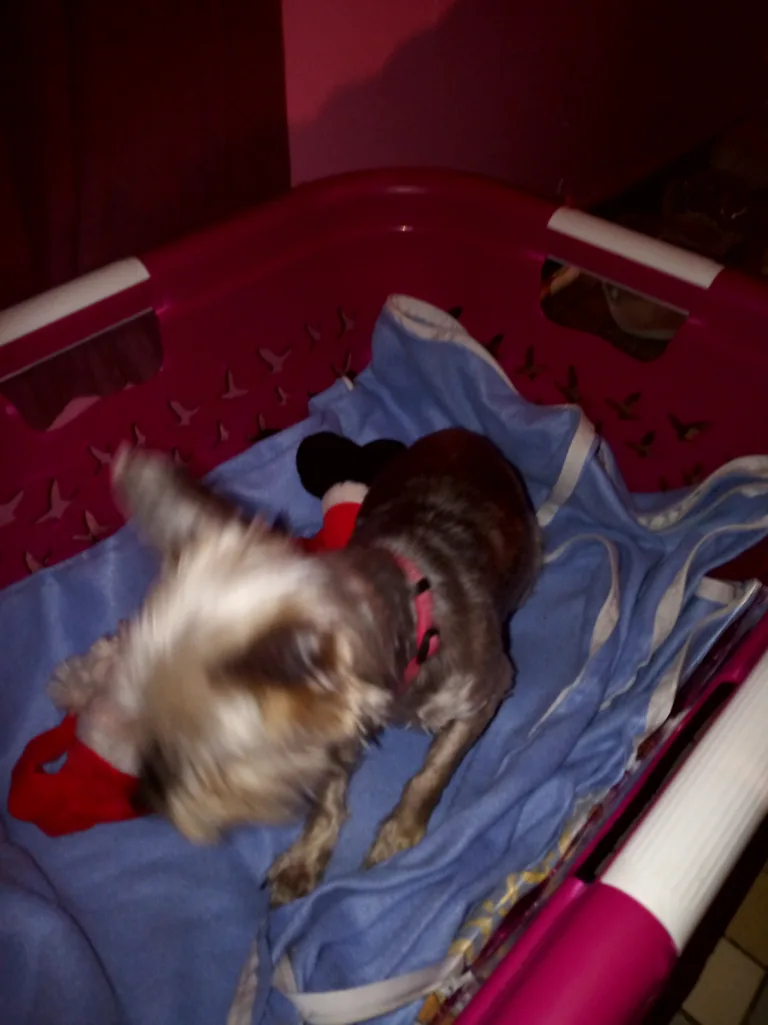 Chien trouvé