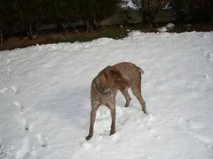 Chien perdu Braque Français