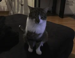 Chat perdu Européen