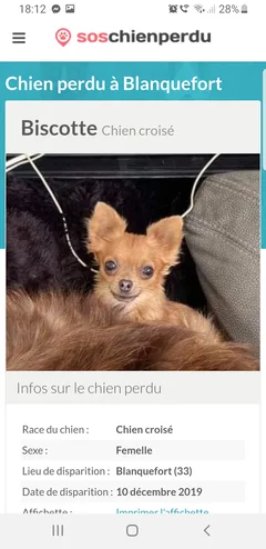 Chien perdu Chihuahua