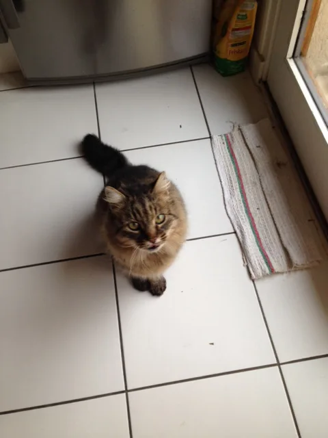 Chat trouvé
