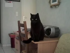 Chat perdu Européen
