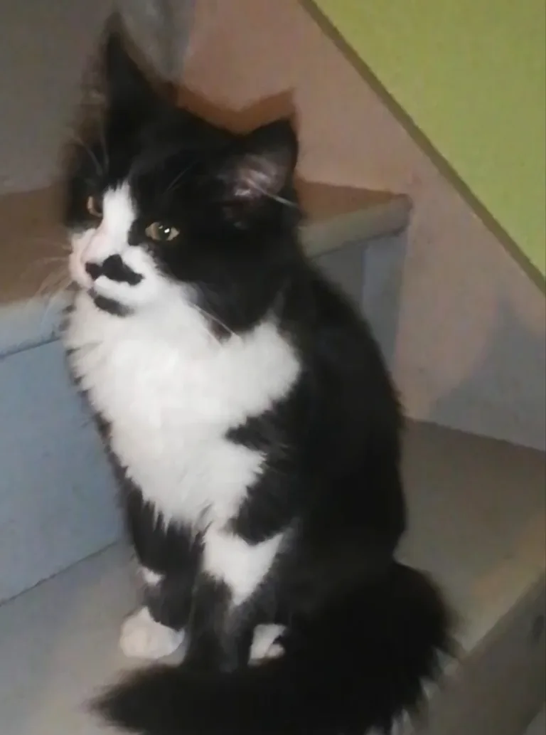 Chat trouvé