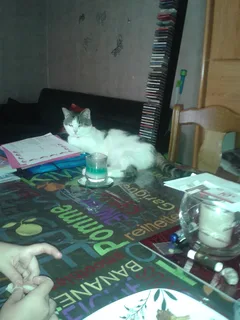 Chat trouvé Européen