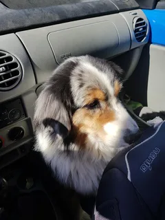 Chien perdu Berger Australien