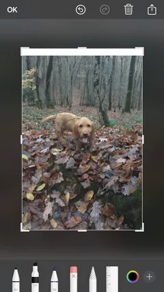 Chien perdu Basset Fauve de Bretagne