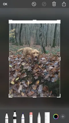 Chien perdu Basset Fauve de Bretagne