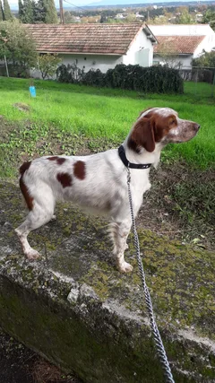 Chien perdu Epagneul Breton