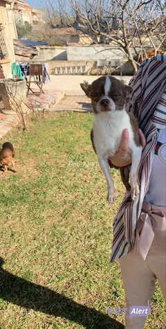 Chien perdu Chihuahua