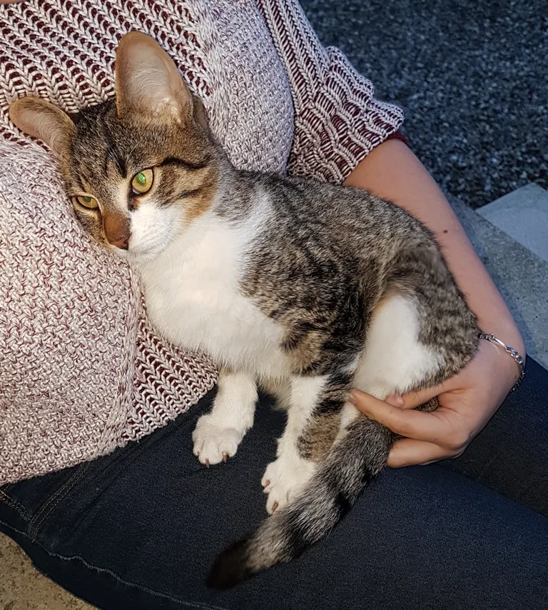 Chat trouvé
