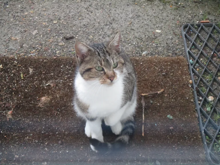 Chat trouvé