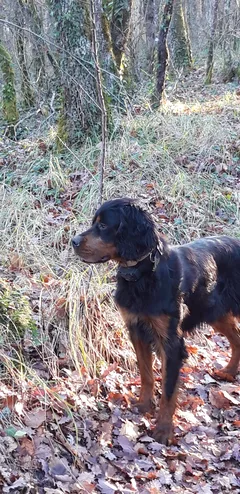Chien perdu Setter Gordon