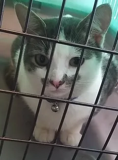 Chat trouvé Européen