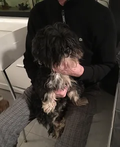 Chien trouvé Shitzu