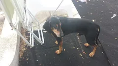 Chien trouvé Braque Italien