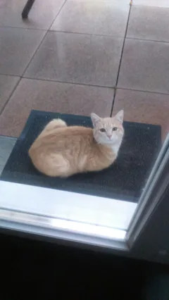 Chat trouvé Croisé