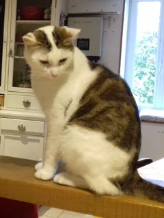 Chat perdu Européen