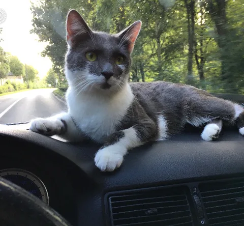 Mog