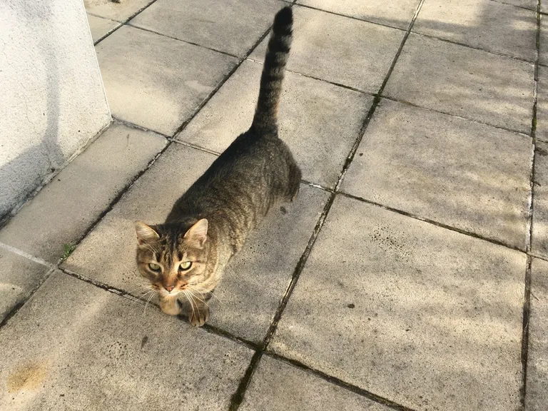 Chat trouvé