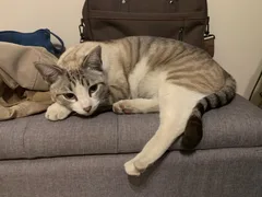 Chat perdu Européen