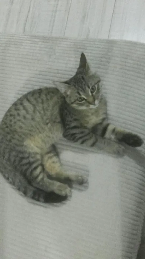 Simba